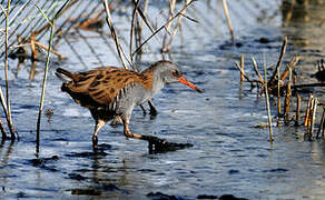 Water Rail