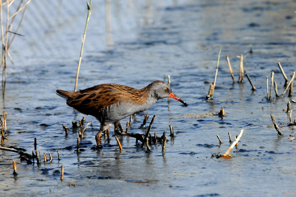 Water Rail