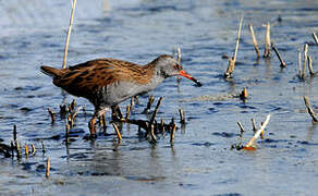 Water Rail