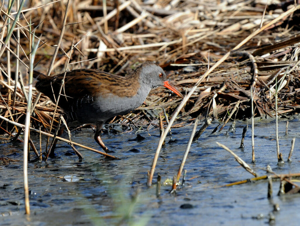 Râle d'eau