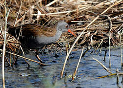 Water Rail