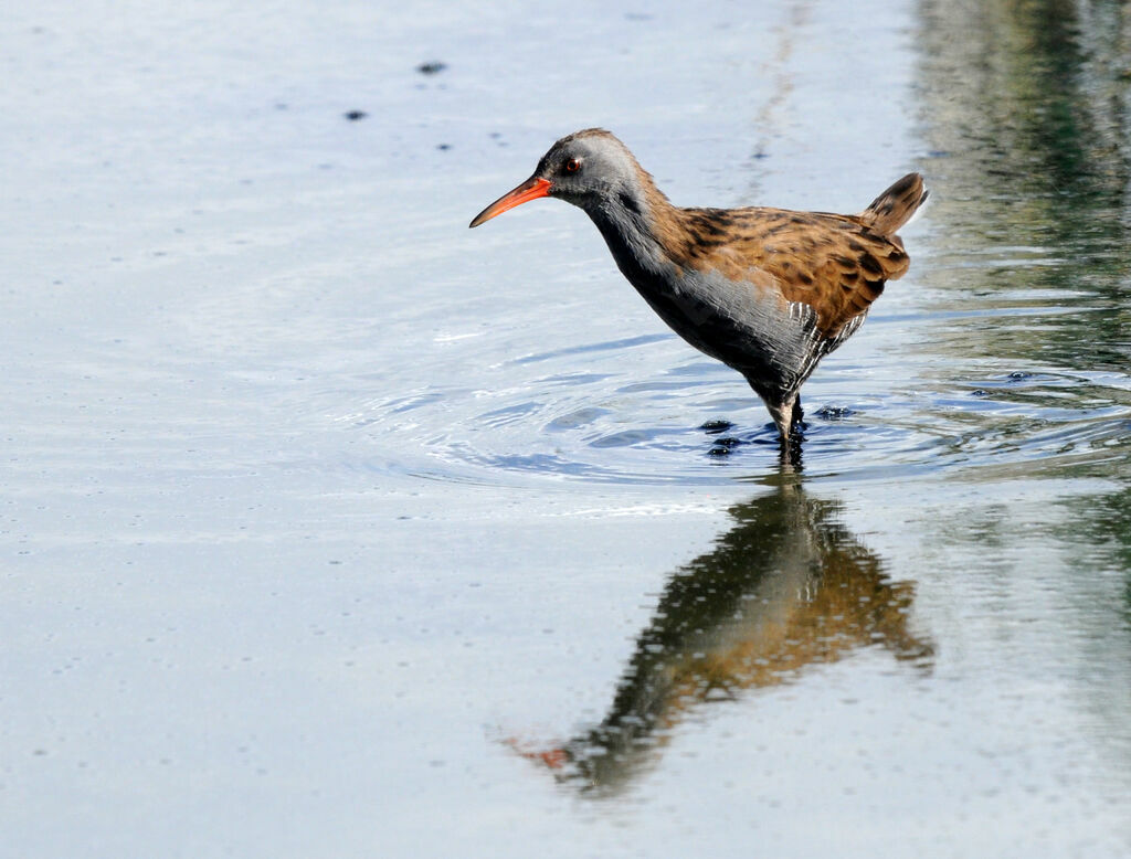 Water Rail