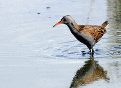 Water Rail