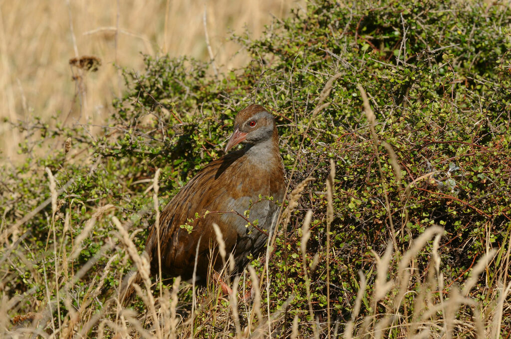 Râle wékaadulte