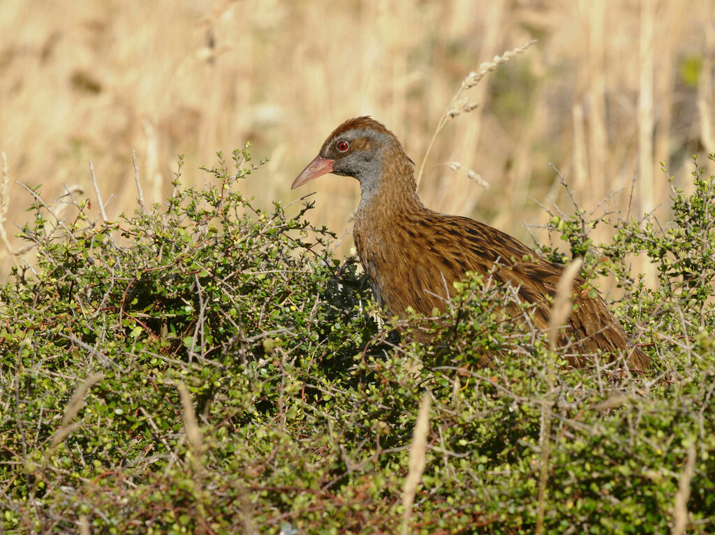 Râle wékaadulte