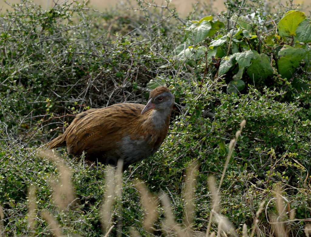 Râle wékaadulte