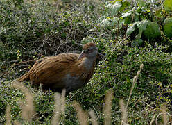 Weka