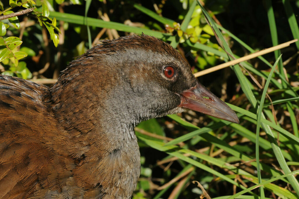 Weka female adult