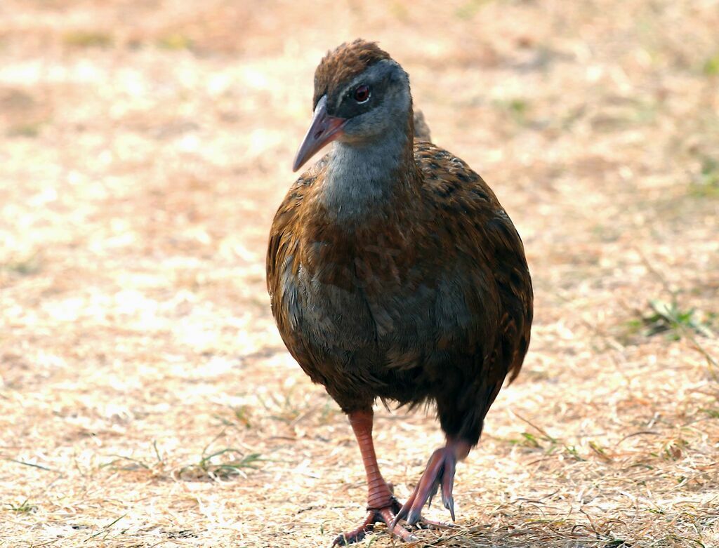 Weka