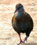 Weka