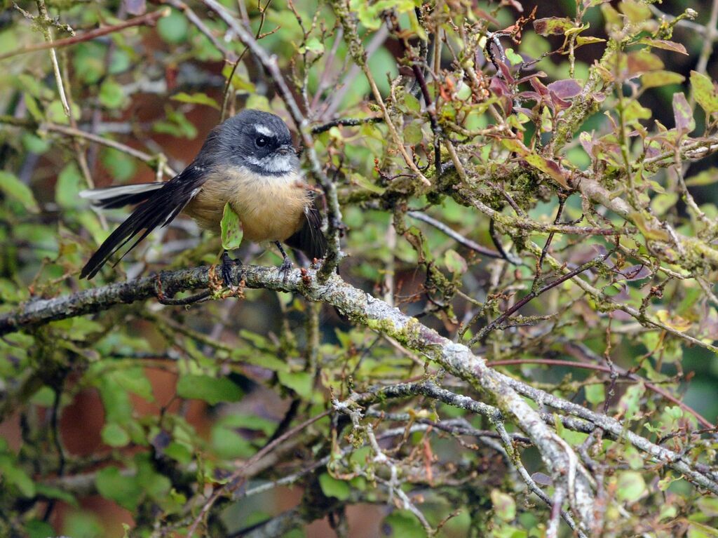 New Zealand Fantail