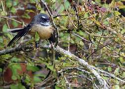 New Zealand Fantail