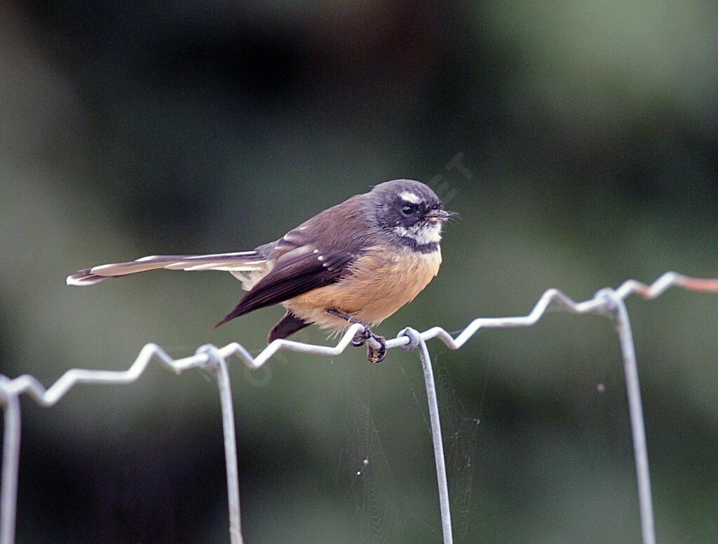 New Zealand Fantail