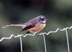 New Zealand Fantail