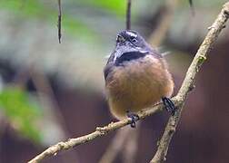 New Zealand Fantail