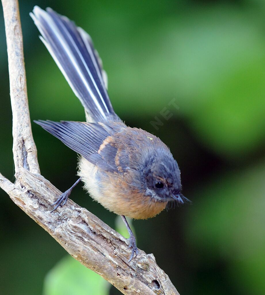 New Zealand Fantail