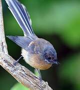 New Zealand Fantail