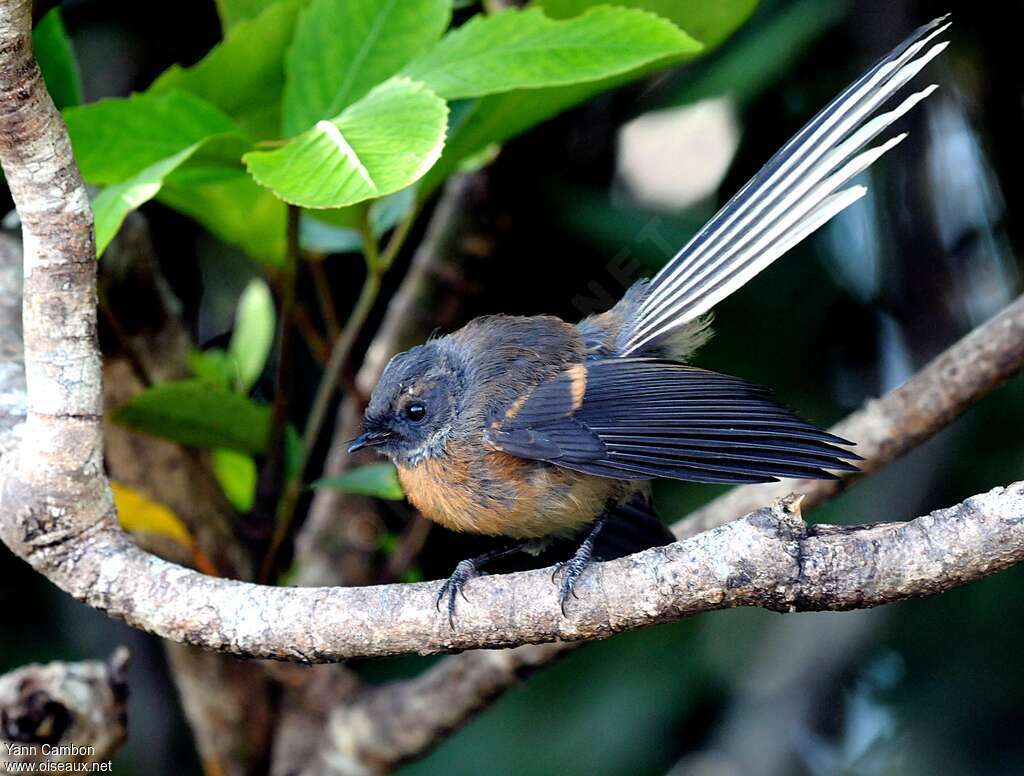 New Zealand Fantail, identification