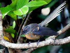 New Zealand Fantail