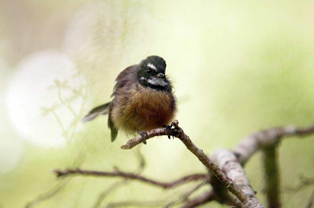 New Zealand Fantail