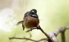 New Zealand Fantail