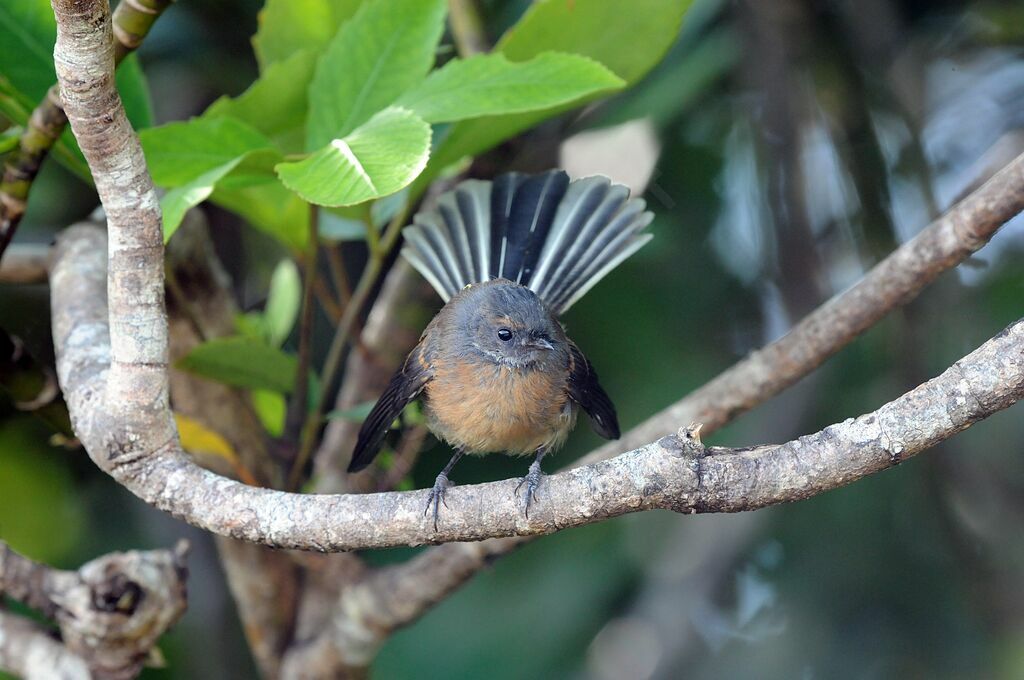 New Zealand Fantail