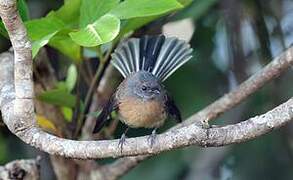 New Zealand Fantail