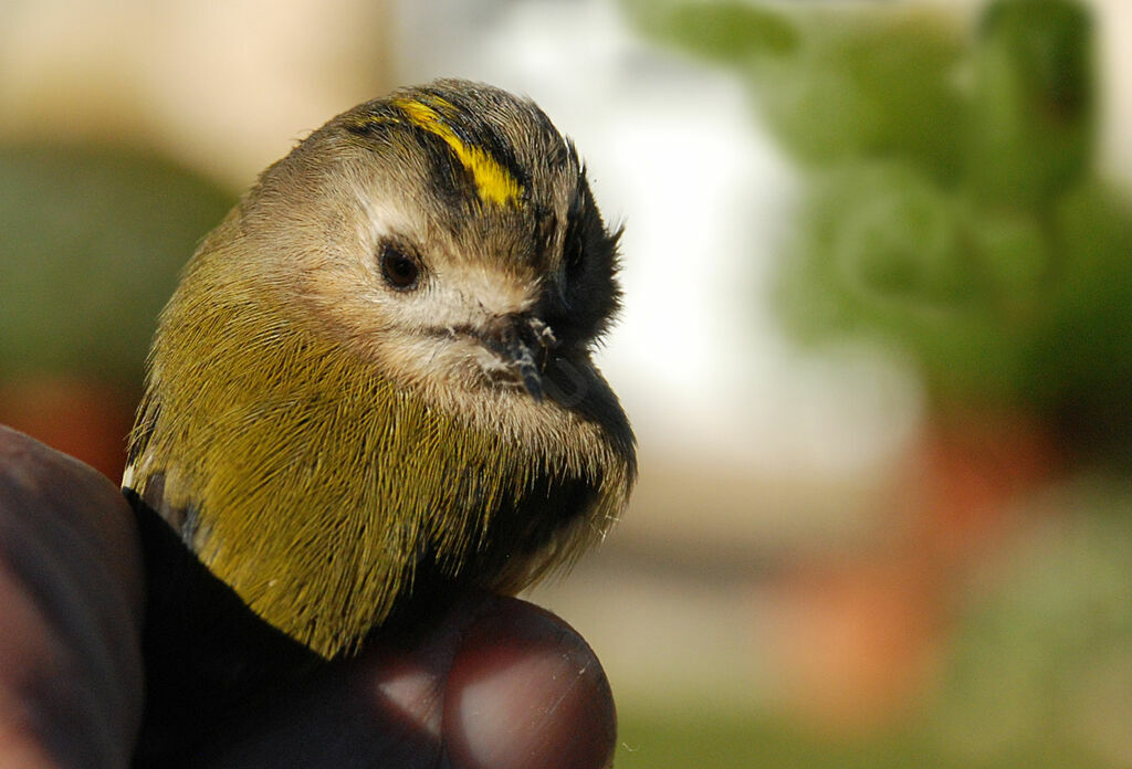 Goldcrest female adult