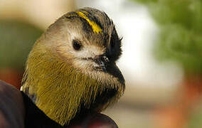 Goldcrest