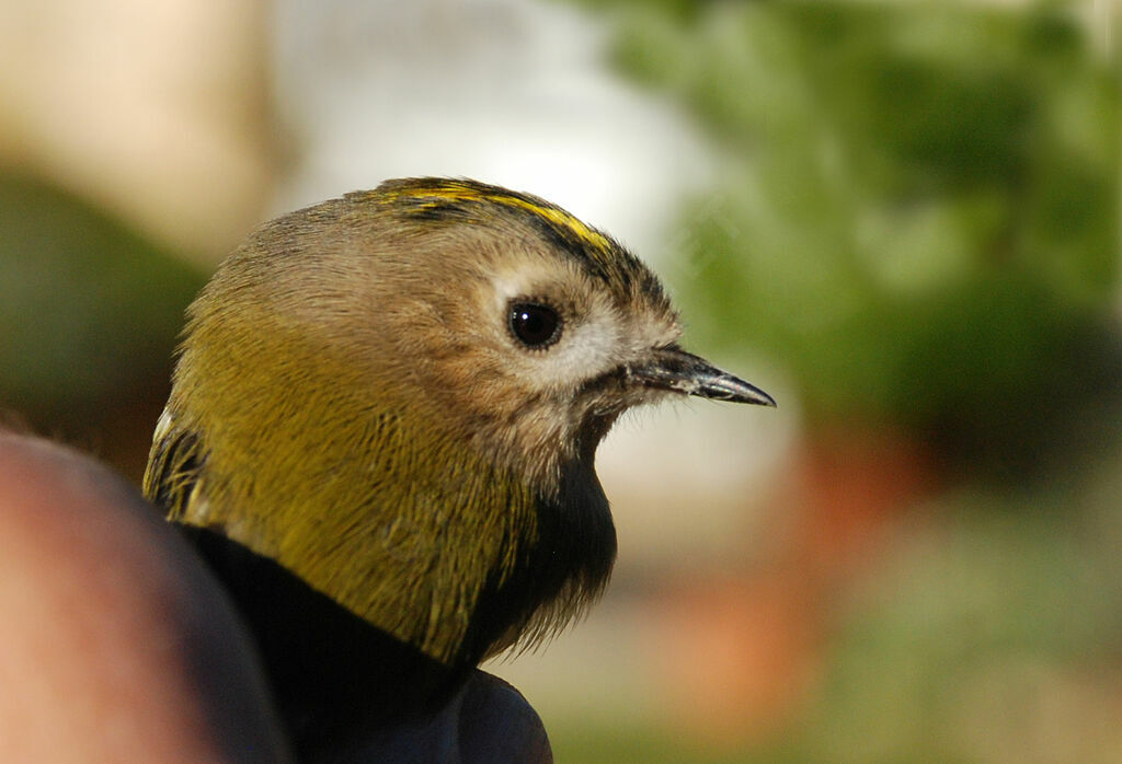 Goldcrest female adult