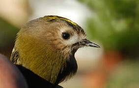 Goldcrest