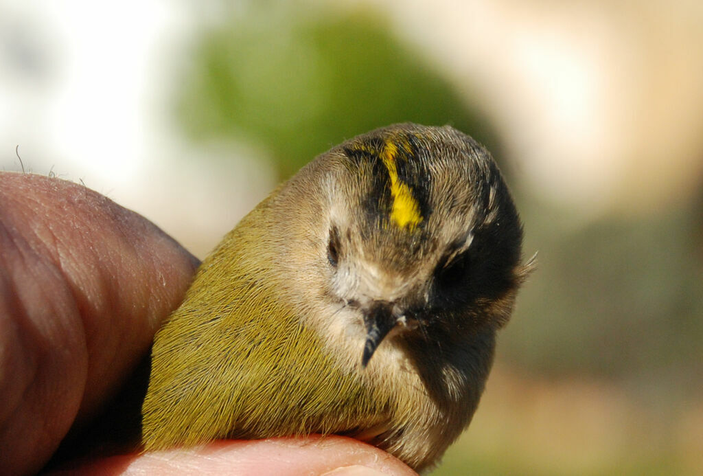 Roitelet huppé femelle adulte