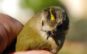 Goldcrest