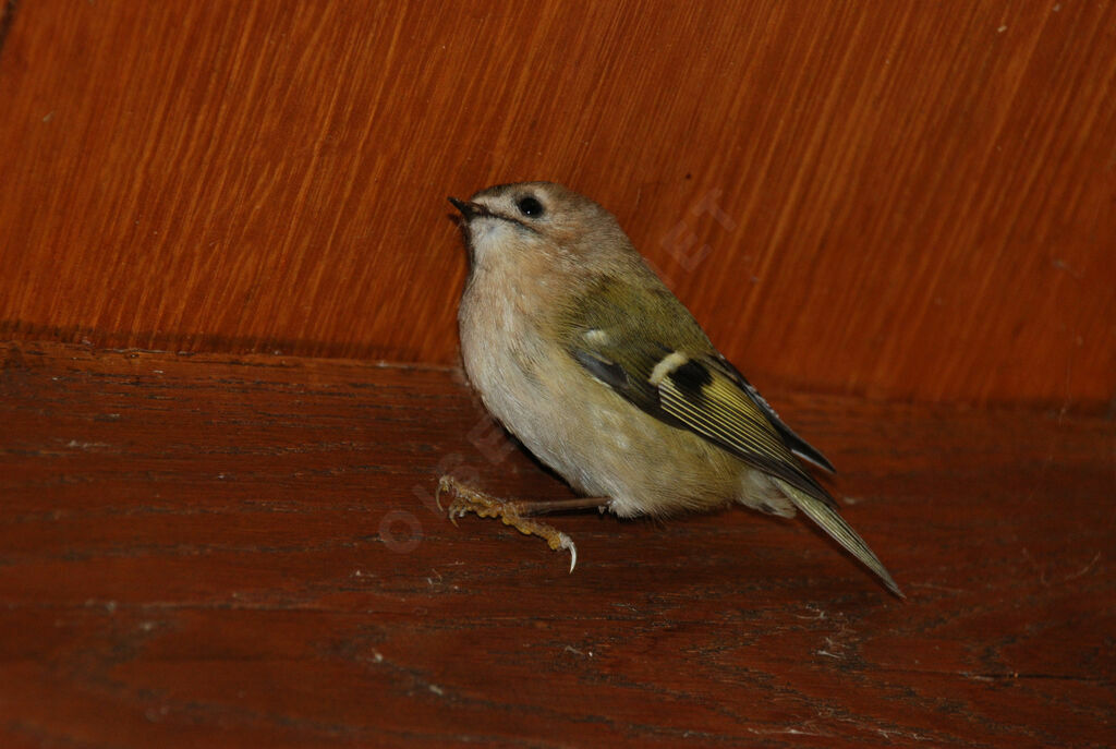 Goldcrest female adult