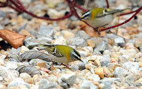 Common Firecrest