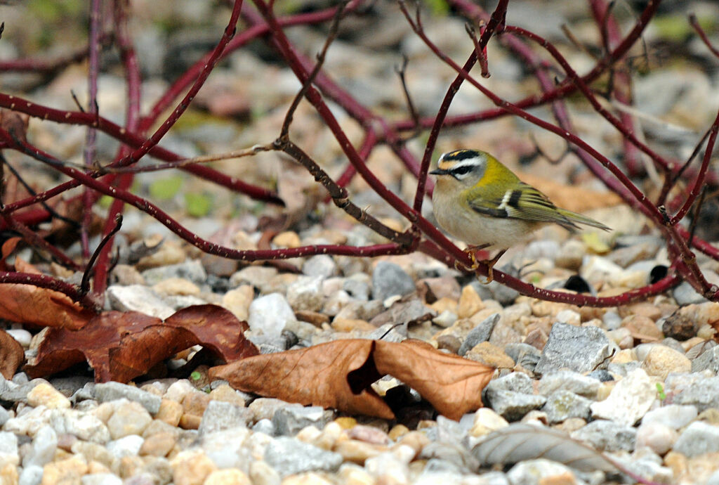 Common Firecrest