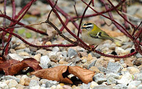 Common Firecrest