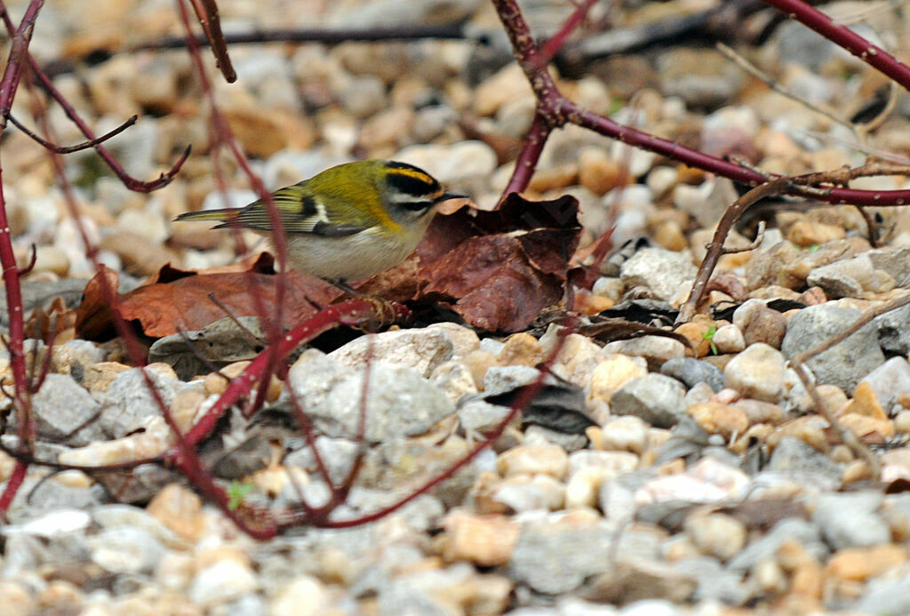 Common Firecrest