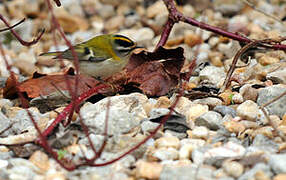 Common Firecrest