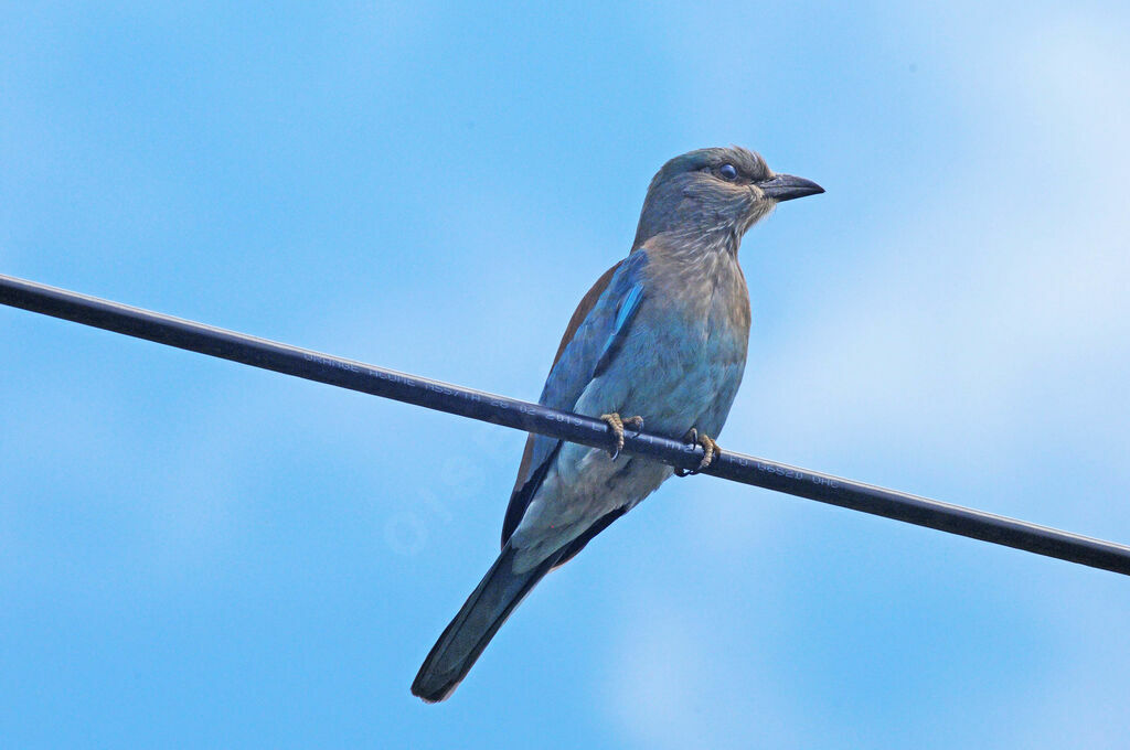 European Roller