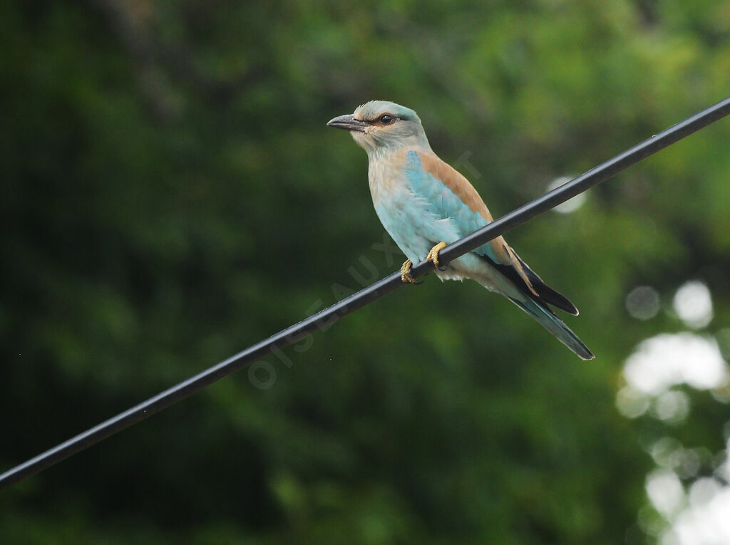 European Roller