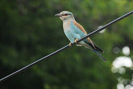 European Roller