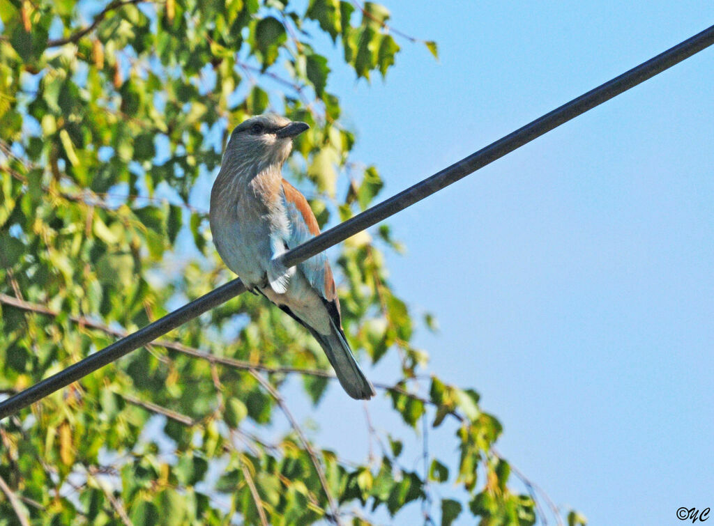 European Roller