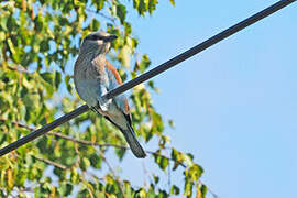 European Roller