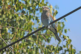 European Roller