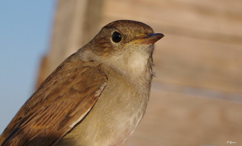 Common Nightingale