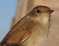 Common Nightingale