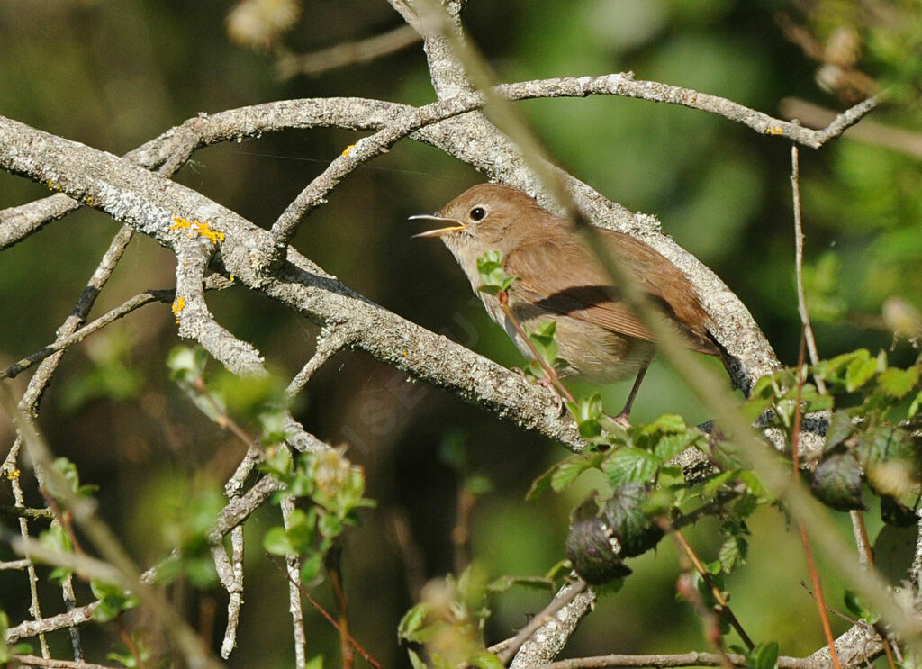 Common Nightingale