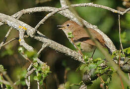 Common Nightingale