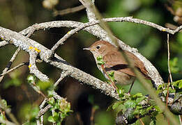 Common Nightingale